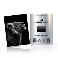 Monochrome Lioness Wall Art – Luxury Wildlife Aluminium Print | MagnetArt