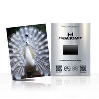 Silver Majesty – White Peacock Wall Art