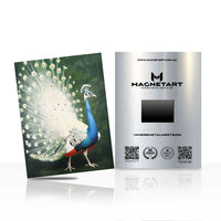 Majestic Peacock Radiance Metal Wall Art – Elegant Wildlife Portrait Magnetic Aluminium Print | MagnetArt